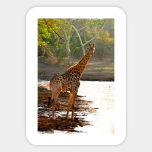 Giraffe Zulu Nyala Game Reserve South Africa Sticker